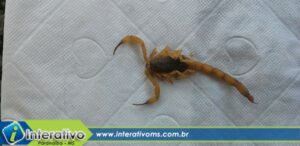 Mãe entra em desespero ao encontrar escorpião na sala de casa em Paranaíba