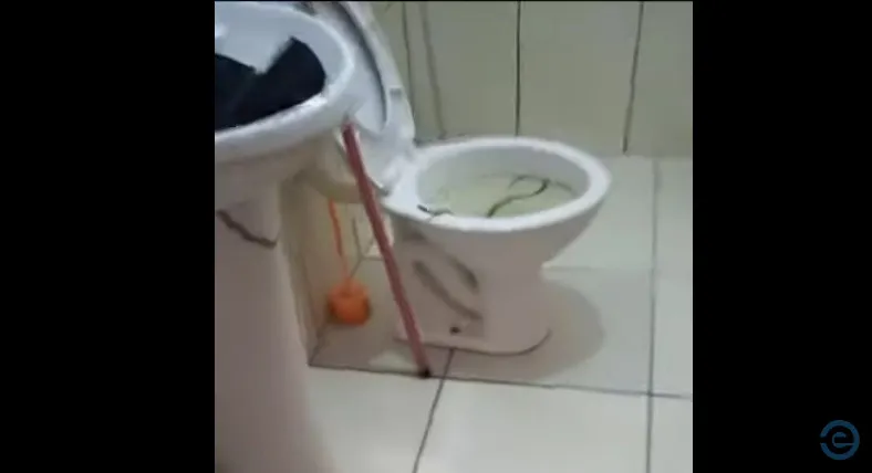 cobra jararaca é encontrada dentro do vaso sanitário por mulher