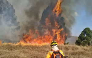 Região já havia sido atingida por fogo de grandes proporções na noite de ontem