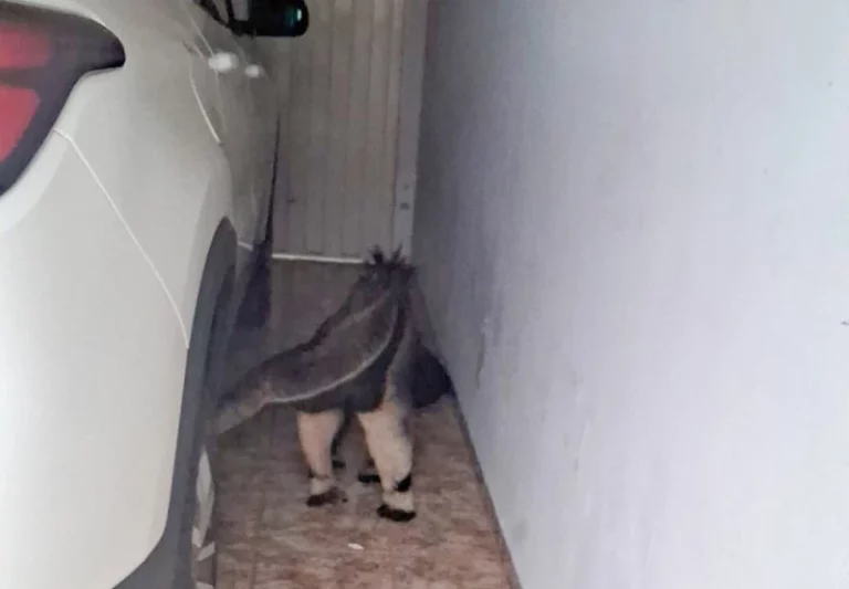 Mulher encontra tamanduá na garagem de casa em Paranaíba