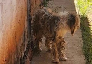 Cachorro é resgatado em estado cadavérico sem água e comida em MS