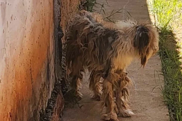 Cachorro é resgatado em estado cadavérico sem água e comida em MS