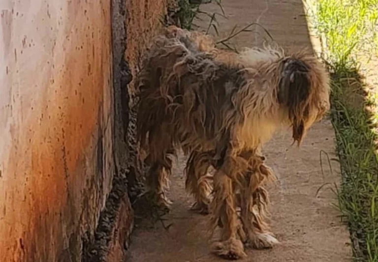 Cachorro é resgatado em estado cadavérico sem água e comida em MS
