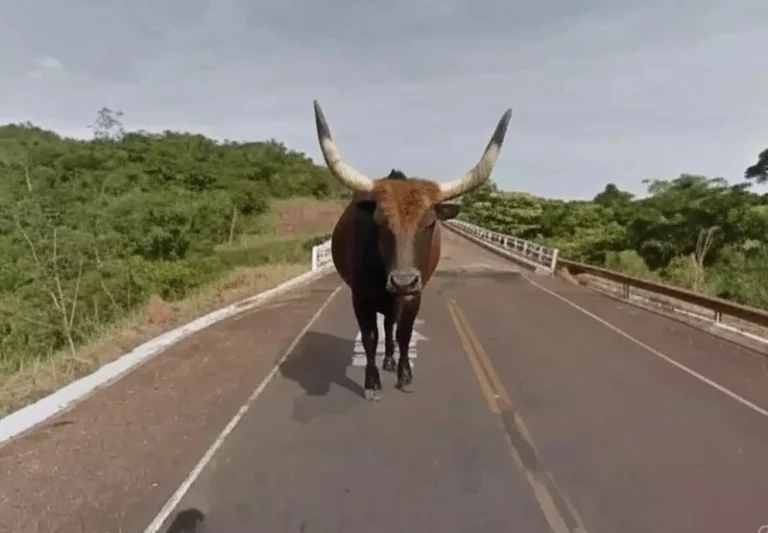 Vaca enfurecida é abatida pela Polícia em rodovia de Paranaíba