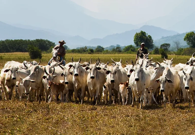 Produtores de Paranaíba devem ficar em alerta após caso de raiva em Carneirinho