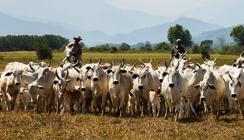 Produtores de Paranaíba devem ficar em alerta após caso de raiva em Carneirinho