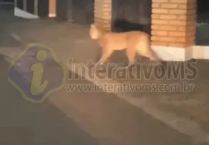 Polícia Ambiental realiza buscas por onça parda em Paranaíba; população deve evitar contato com o animal