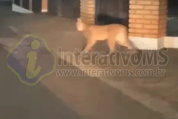 Polícia Ambiental realiza buscas por onça parda em Paranaíba; população deve evitar contato com o animal