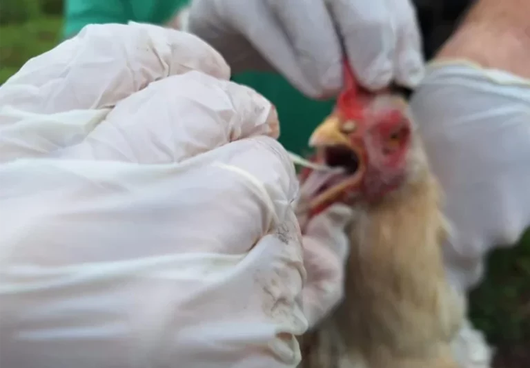 suspensão de restrições à importação