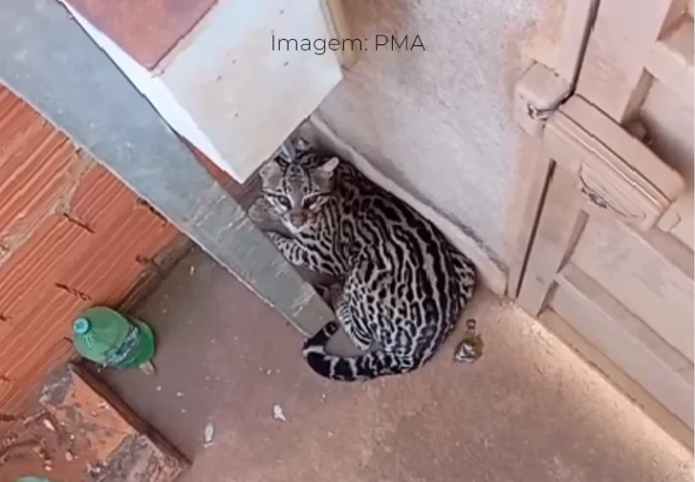 Jaguatirica é resgatada no quintal de uma residência em Mato Grosso do Sul