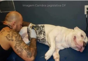 Lei nº 15.150 que proíbe tatuagens e piercings em cães e gatos