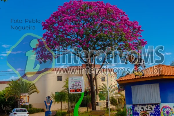Paranaíba se encanta com a florada dos Ipês