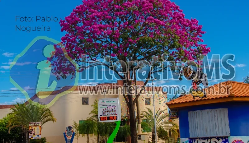 Paranaíba se encanta com a florada dos Ipês