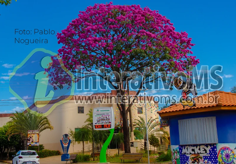 Paranaíba se encanta com a florada dos Ipês