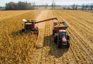 Safra de milho pode crescer quase 40% em MS