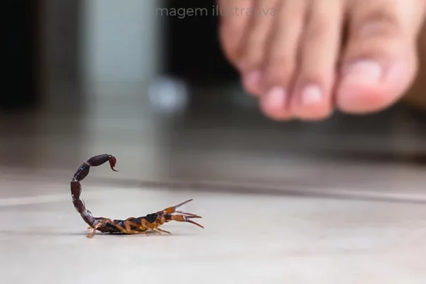 escorpiões lideram acidentes com animais peçonhentos