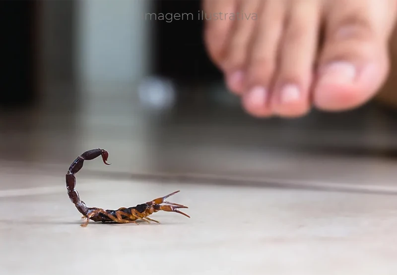 escorpiões lideram acidentes com animais peçonhentos