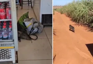 javali invade açougue