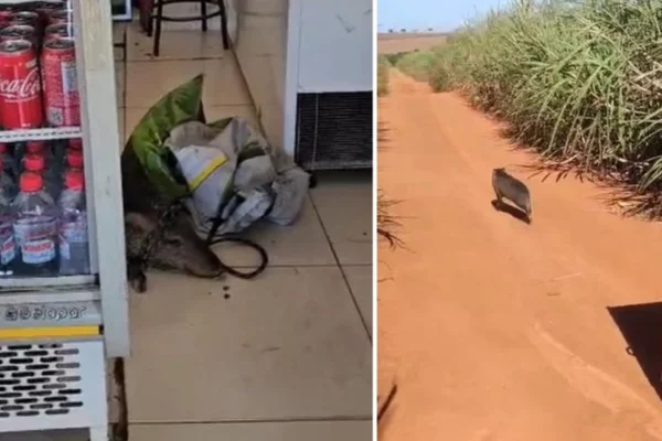 javali invade açougue