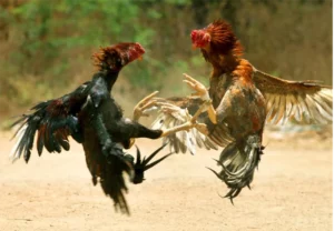 Casal é multado em R$ 36 mil por maus-tratos a galos de briga em MS