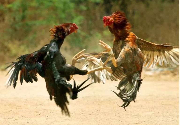 Casal é multado em R$ 36 mil por maus-tratos a galos de briga em MS