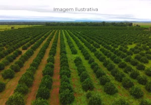 Mato Grosso do Sul atrai R$ 2,1 bilhões e consolida novo polo de citricultura