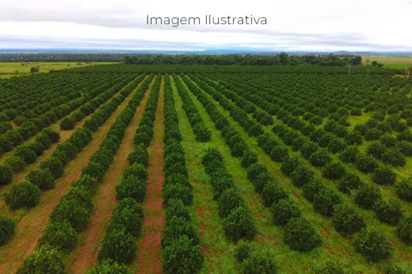 Mato Grosso do Sul atrai R$ 2,1 bilhões e consolida novo polo de citricultura
