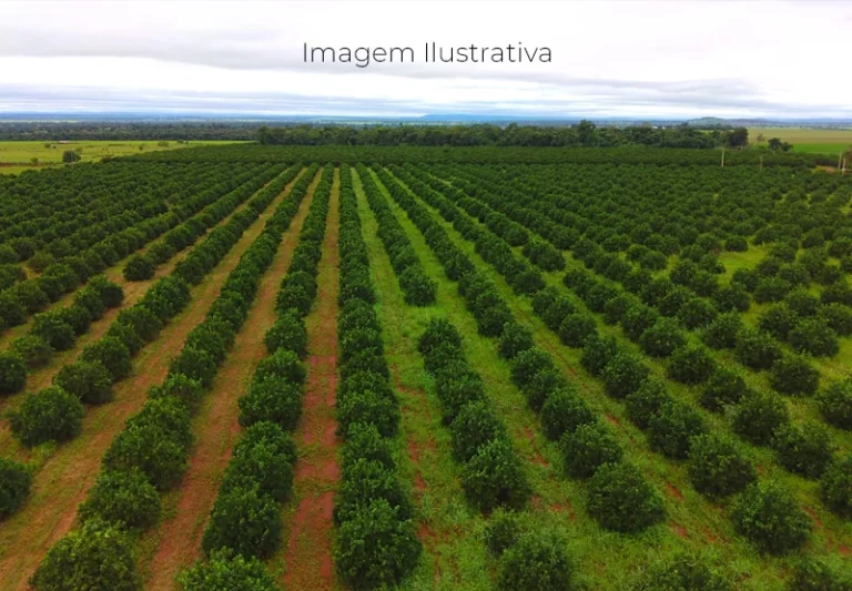 Mato Grosso do Sul atrai R$ 2,1 bilhões e consolida novo polo de citricultura