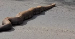 Jiboia é flagrada ‘passeando’ em plena luz do dia em Mato Grosso do Sul