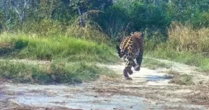 Câmeras flagram grupo de queixadas perseguindo onça-pintada no Pantanal em MS