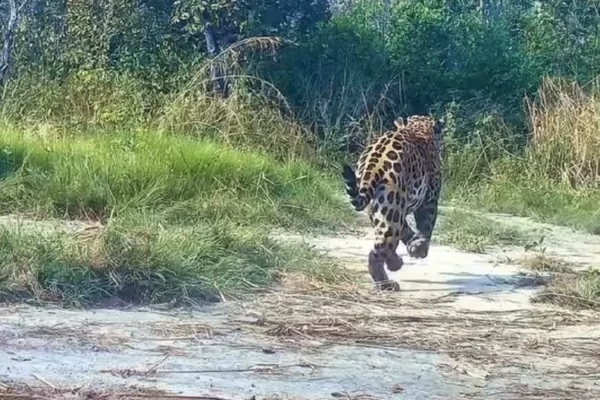 Câmeras flagram grupo de queixadas perseguindo onça-pintada no Pantanal em MS