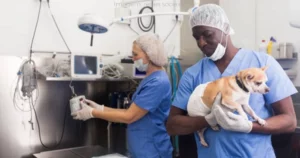 Caravana da Castração acontece em setembro em Paranaíba; garanta a vaga do seu pet!