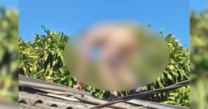 Pelado homem sobe em telhado pra fugir de ex-namorado de 'amiga'