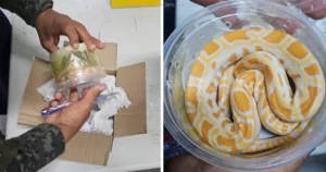Píton Albina é encontrada em encomenda dos Correios