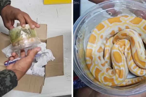 Píton Albina é encontrada em encomenda dos Correios