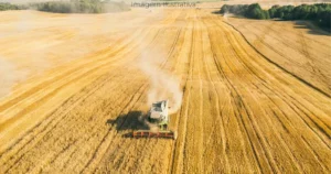 Previsão da safra 2024/2025 de MS tem 30% de crescimento