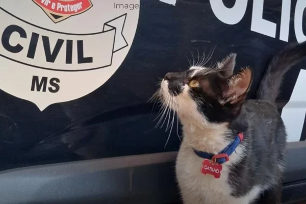 O Gatilho que cura na DAM Paranaíba MS