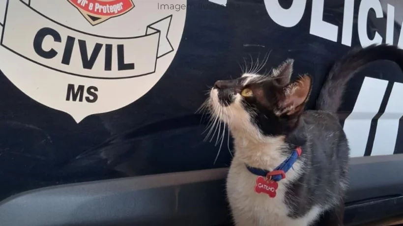 O Gatilho que cura na DAM Paranaíba MS