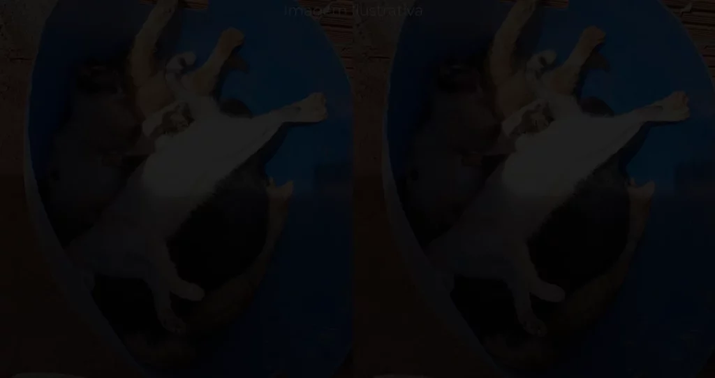 animais mortos por envenenamento em ParanaíbaMS