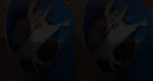 animais mortos por envenenamento em ParanaíbaMS