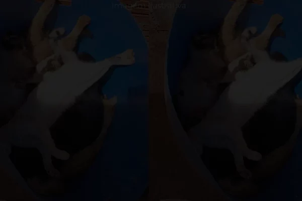 animais mortos por envenenamento em ParanaíbaMS