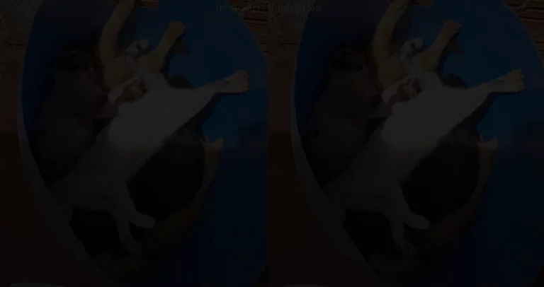 animais mortos por envenenamento em ParanaíbaMS