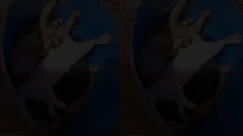 animais mortos por envenenamento em ParanaíbaMS