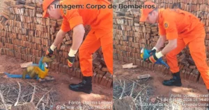 arara Canindé em Paranaíba-MS