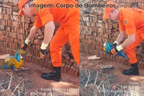 arara Canindé em Paranaíba-MS