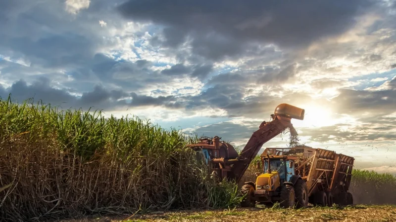 Cana-de-açúcar lidera agricultura em Paranaíba com 38 mil hectares; segundo IBGE