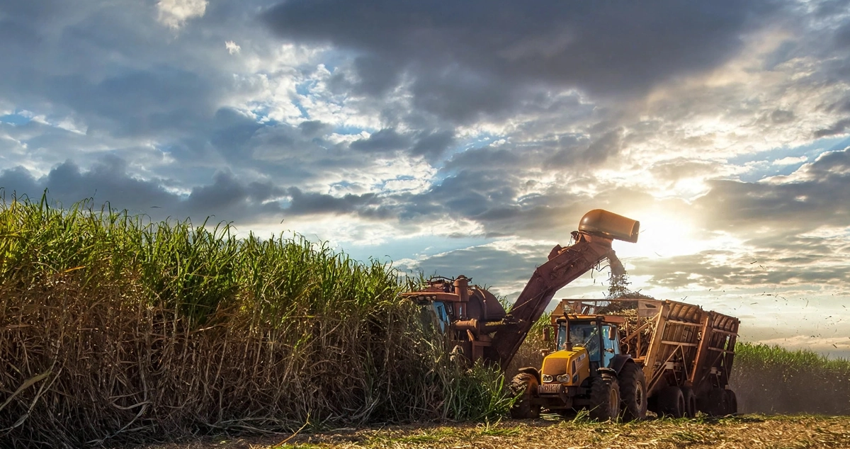 Cana-de-açúcar lidera agricultura em Paranaíba com 38 mil hectares; segundo IBGE